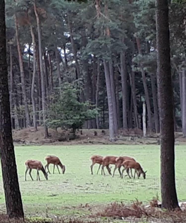 Boshuis Turquoise / Smaakvol Genieten Op De Veluwe Hoenderloo Εξωτερικό φωτογραφία