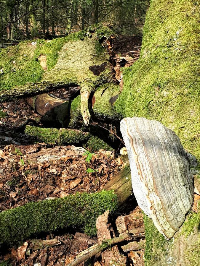 Boshuis Turquoise / Smaakvol Genieten Op De Veluwe Hoenderloo Εξωτερικό φωτογραφία