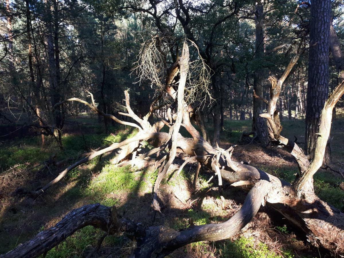 Boshuis Turquoise / Smaakvol Genieten Op De Veluwe Hoenderloo Εξωτερικό φωτογραφία